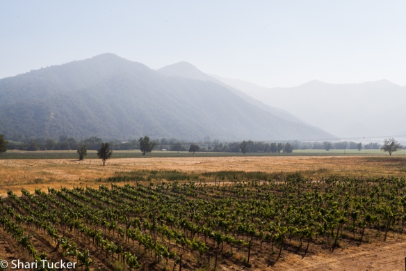 Chile Mountains & Vineyards